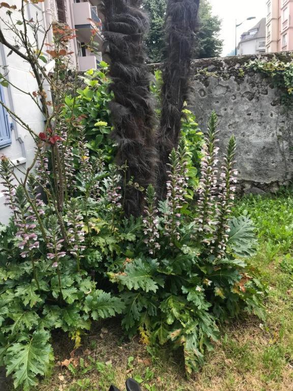 Apartment Le Logis Le Pic Du Midi Lourdes